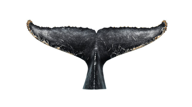 Whale's caudal fin with barnacles and scratches, on black background, cut out transparent