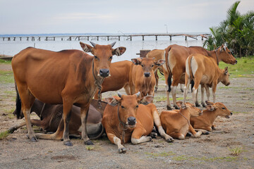 Group of cows front view on a row in a field, curious looking at the camera and a blue sky
