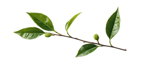 branch with green leaves