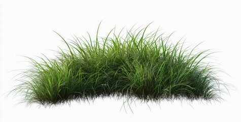 Lush green grass tuft isolated on white background.  Dense blades of grass form a natural clump