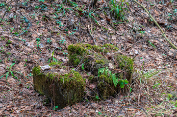 Old pine stump overgrown with moss in the spring forest.