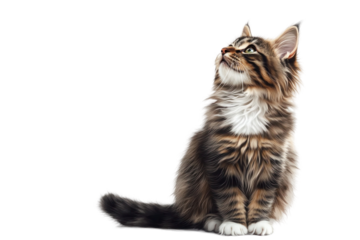 Cute Norwegian Forest cat sitting side view looking