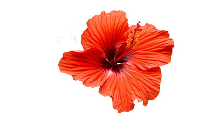 Red hibiscus flower detailed macro studio shot, cut out transparent