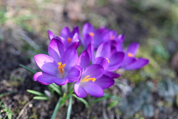 early violet crocus flower detailed