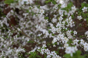 blooming tree with white flowers in spring