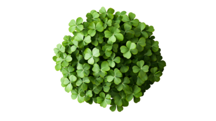 Luck clover plant bunch cutout, overhead view on black background, cut out transparent