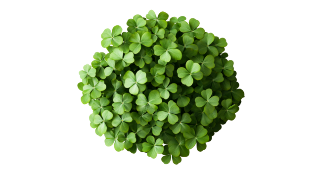 Luck clover plant bunch cutout, overhead view on black background, cut out transparent