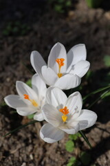 Obraz premium white crodus flower in spring detailed close up