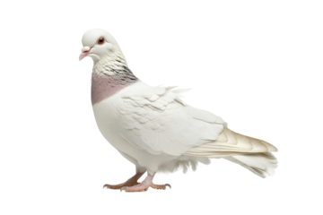 white pigeon isolated on white background