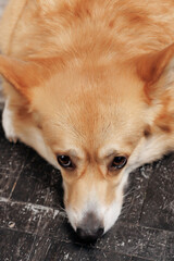 A New Year's dog with a corgi breed