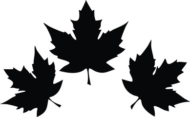 Three Silhouette Maple Leaf Designs on Transparent Backgrounds, Autumnal Style
