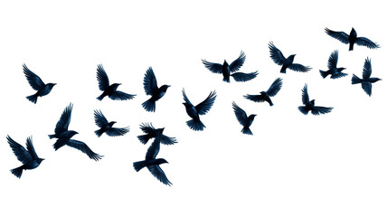 Flying birds flock, dark silhouettes, wildlife creatures, cut out transparent