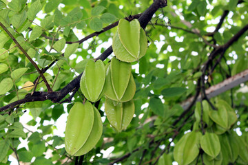 Green Star Fruit (Carambola) Hanging on a Tree