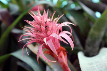 Pink Bromeliad Flower in Tropical Foliage