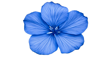 Detailed close-up of a luminous blue flower, cut out transparent
