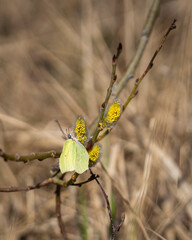 A beautiful sulphur yellow butterfly sitting on blooming salix flowers. Gonepteryx rhamni, the  common brimstone, take a rest on a flower of willow. 