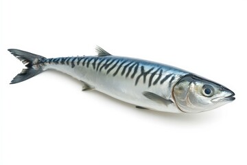 Fototapeta premium A Freshly Caught Fish Laying on a Clean White Background