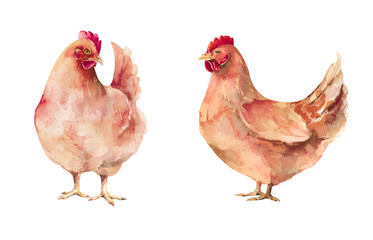 Farm poultry hand drawn watercolor illustration elements isolated on white background. Set of bright colorful red hens painted clipart for animal, chicken, rustic, countryside, fowl, food designs