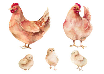 Farm poultry hand drawn watercolor illustration elements isolated on white background. Set of red hens with little chickens painted clipart for animal, rustic, countryside, fowl, food, family designs