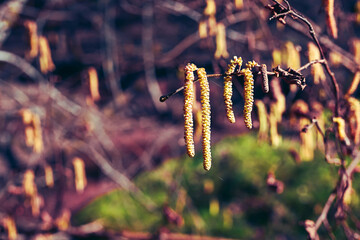 Yellow catkins hanging from a tree branch in early spring.