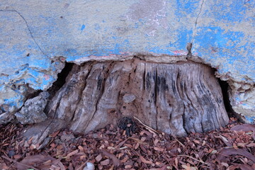 Textured Wood Beneath Blue Wall with Dry Leaves and Cracked Surface