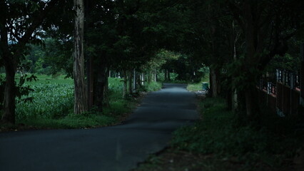 Fototapeta premium The image depicts a narrow paved road winding through a lush, green landscape. Tall trees line both sides of the road, their branches forming a canopy overhead. 