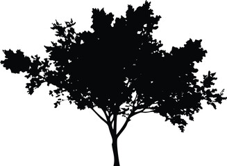 Deciduous Tree Silhouette Isolated on Transparent Backdrop for Nature Designs