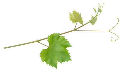 Grape branch on transparent background.Grapevine.
