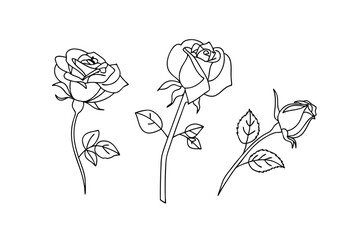 Elegant Line Art Roses Bloom, Bud, Stem, Leaf, Botanical Illustration