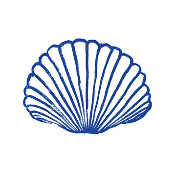 Sea shell illustration seashell design.