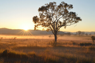 Fototapeta premium Sun shining through fog covering grassy field at dawn with eucalyptus tree