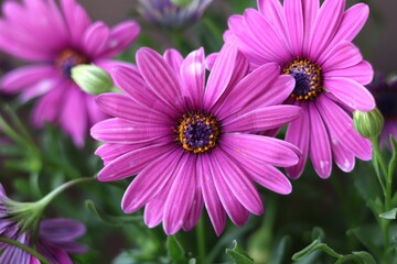 Fototapeta premium Macro de flores rosas en plena floración con pétalos y fondo desenfocado de hojas verdes