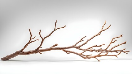 Obraz premium A long, bare branch with multiple smaller branches extending from it, set against a plain background. Concept Bare Branch Aesthetic, Nature Minimalism, Organic Shapes, Artistic Photography