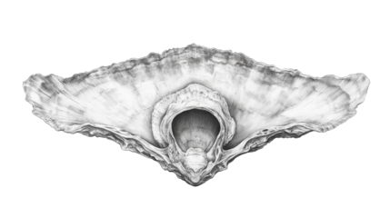 Oyster shell drawing in monochrome style, marine fauna, cut out transparent