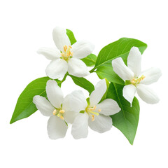 Jasmine isolated on white background