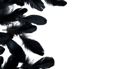 Dark feather arrangement, left frame background for text, cut out transparent