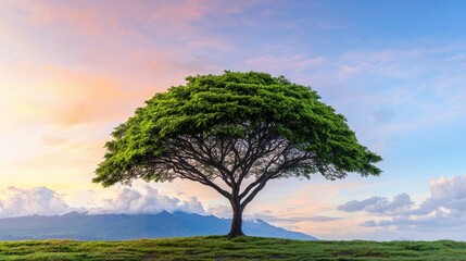 Obraz premium Lush Green Tree at Sunset, Majestic Mountain View