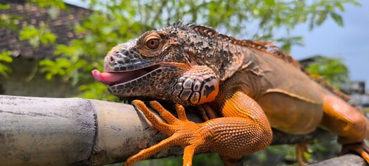 iguana on the tree