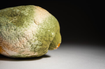 Close-up image of a rotten lemon covered in mold. Rotten citrus fruit with green and white fungus,...