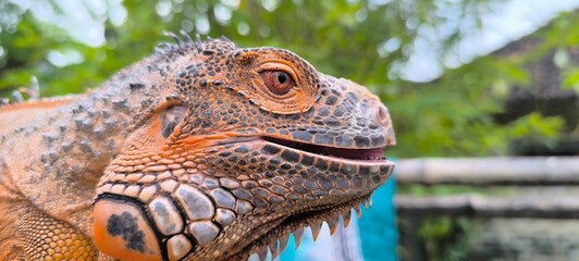 close up of iguana