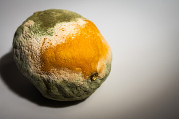 Close-up image of a rotten lemon covered in mold. Rotten citrus fruit with green and white fungus,...