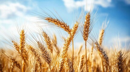Naklejka premium Vibrant wheat spikes glisten under the sunlight.