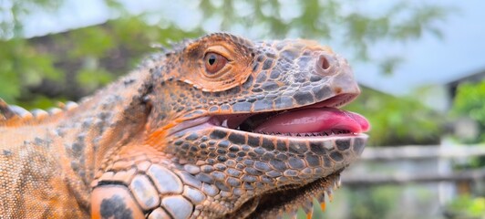 close up of a lizard