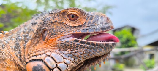 portrait of iguana