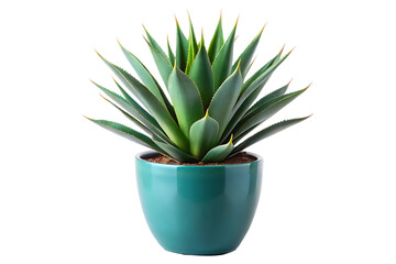 Fototapeta premium Agave plant on a tall green pot with transparent background 