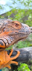 close up of a lizard
