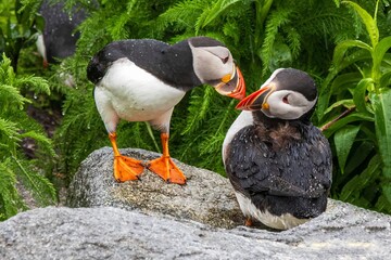 atlantic puffin or common puffin or common puffin