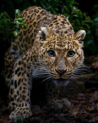 portrait of a leopard