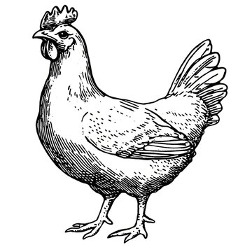 recommend clip art: Chicken poultry animal sketch.