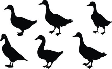 Fototapeta premium Ducks Silhouettes Standing Isolated on Transparent Background,